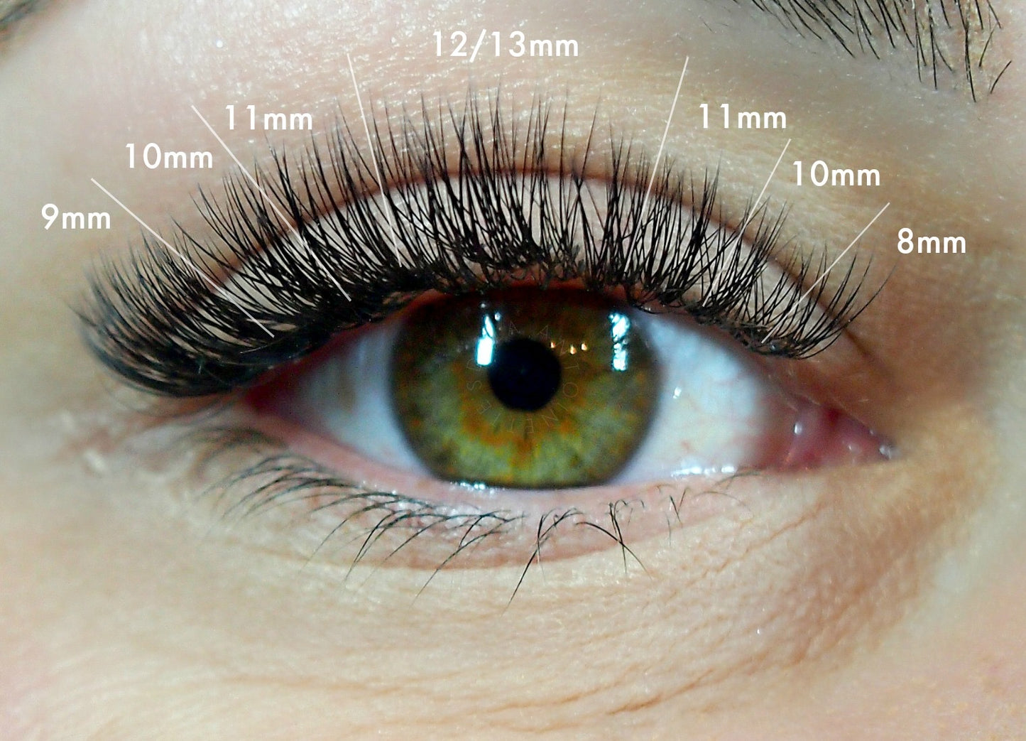 1 + 1  Deal | XXL Box | Volume + Wispy 1200 Fans | 5D & 6D volume | 8 sizes in 1 |  Premade Volume Fans